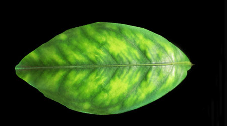 Deficiencia de Zinc