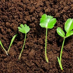 Germinación Apio