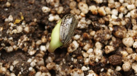 Germinacion Girasol Sustrato Humus Agrolita