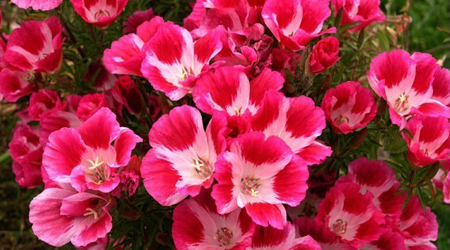 Godetia Enana