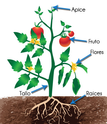 Partes de la Planta