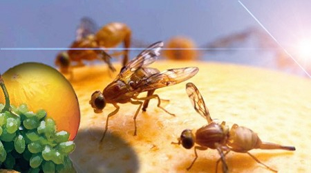 Áfidos o pulgones