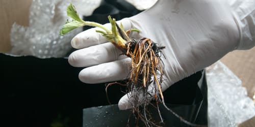 aclimatación de una plantula de fresa a raiz desnuda