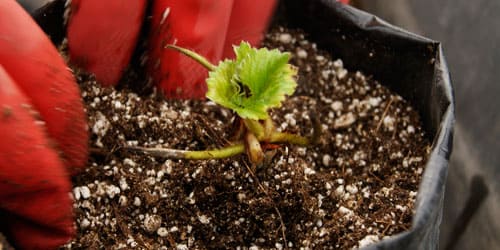 trasplante de una plántula de fresa