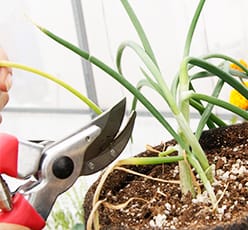 poda en tu cultivo hidropónico en sustrato