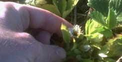 Poda Flor de Fresa