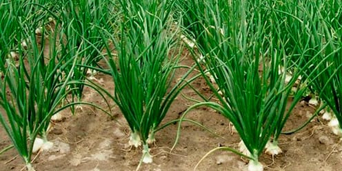 Cultivo de Cebolla
