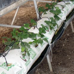 Propagación de fresa en Fibra de coco
