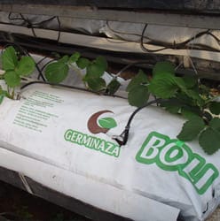 Bolis de fibra de coco sustratos hidropónicos 