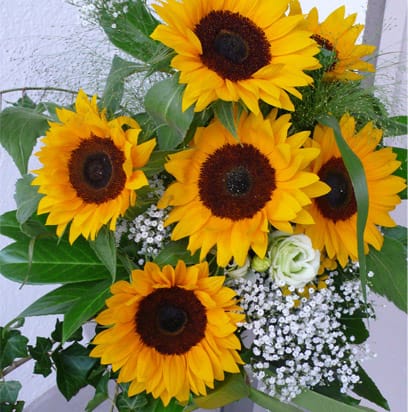 Recoleccion Flores Girasol Hidroponia