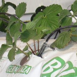 Riego para Cultivo de Fresa