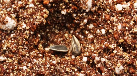 Guía: Preparación de semillas para germinación