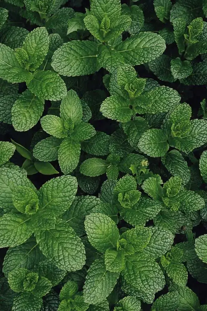 Imagen ilustrativa del cultivo de hierbabuena 