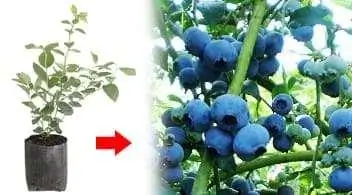 cultivo de arándano en invernadero variedad biloxi