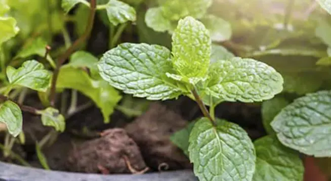 cultivo de hierbabuena en maceta 