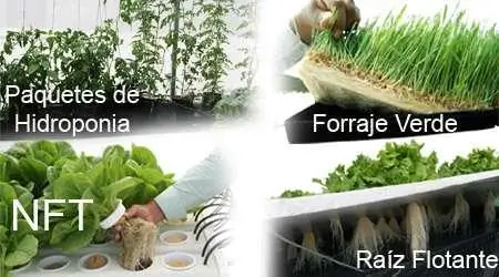 Cultivo sin suelo, cultivo hidropónico 