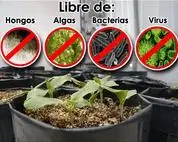 Mejor sustrato hidropónico 