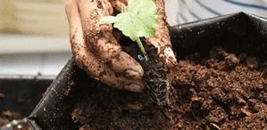 Peat moss como sustrato 