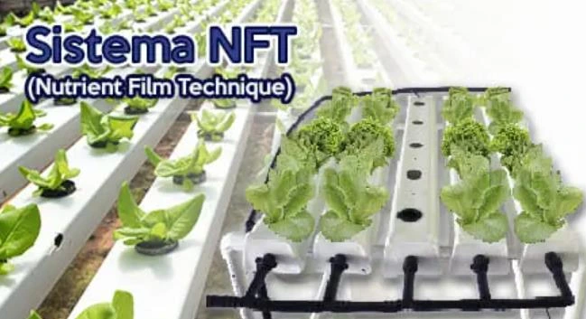 Sistema NFT, mas eficiente para el cultivo de hierbabuena 