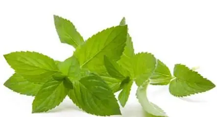 Cultivo de Hierbabuena: guía de cultivo en suelo, hidroponía e invernadero.