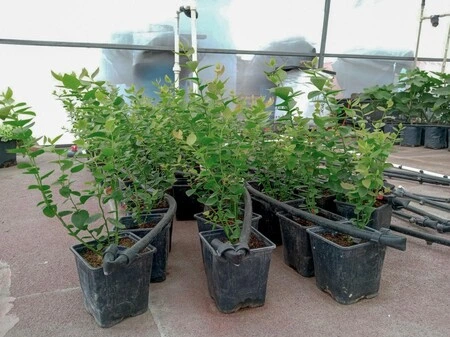 Cultivo de Arándano en Invernadero Guía Intensiva para Blueberry
