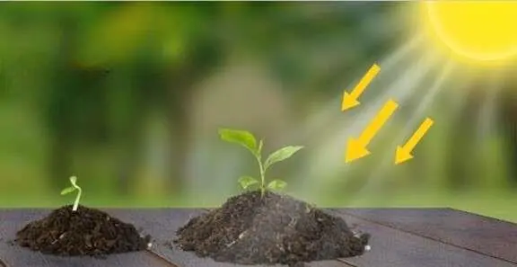 Importancia de la luz en el cultivo 
