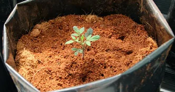 cultivo de limón en fibra de coco