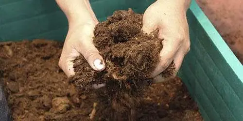 Preparación del sustrato cultivo de arándano en invernadero