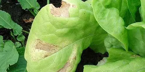 Enfermedades en las plantas 