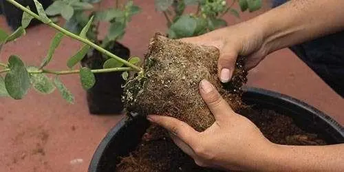 cultivo de arándano en invernadero, Trasplante de plántula de arándano descompactación de tierra