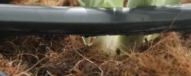 Riego para el cultivo de hierbabuena en invernadero