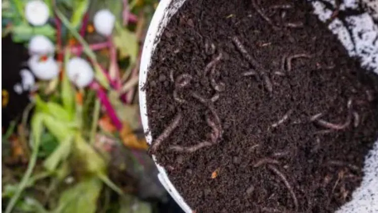 Humus de lombriz para nutrición de cultivo 