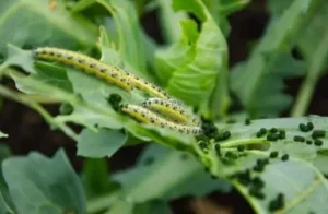 Plagas del cultivo de hierbabuena Lepidopteros