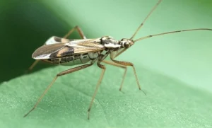 Plaga del cultivo de hierbabuena Chinches