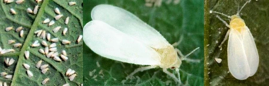 Plaga del cultivo de hierbabuena Mosca blanca 