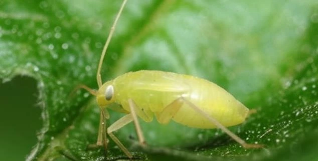 Plaga del cultivo de limón Áfidos Pulgones