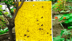 Guia Uso de trampas pegajosas para control de plagas
