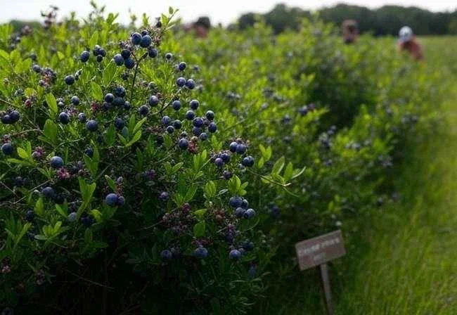 arándano silvestre crecimiento en suelo