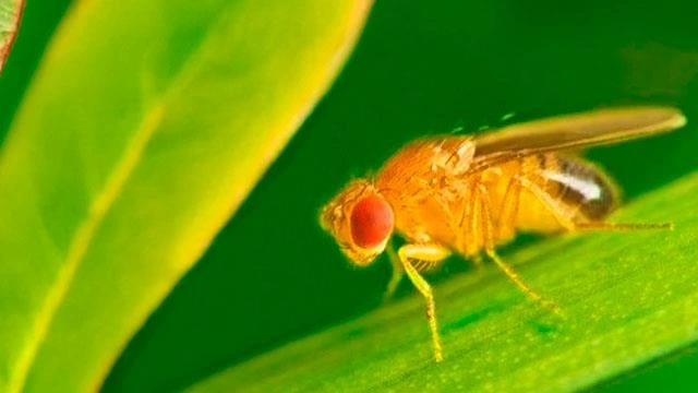 cultivo de arándano en invernadero plaga Diptera 