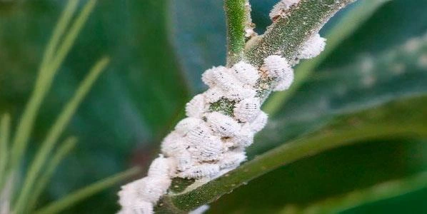 cultivo de arándano en invernadero plaga cochinilla algodonosa