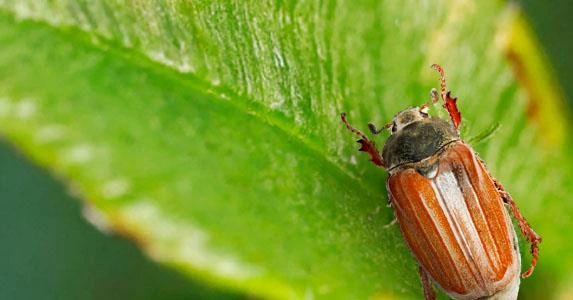 cultivo de arándano en invernadero plagas coleoptera 