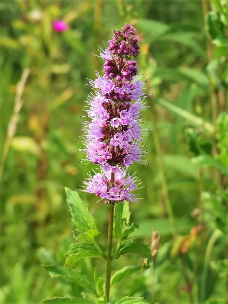 cultivo de hierbabuena Flor de la hierbabuena