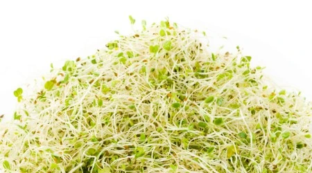 Alfalfa para germinados Sobre de 10 gr.