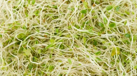 Germinado de alfalfa