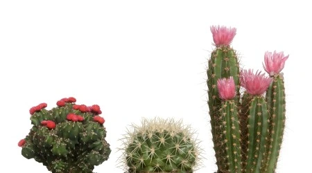 Semillas de Cactus variados sobre de  0.1 gr.