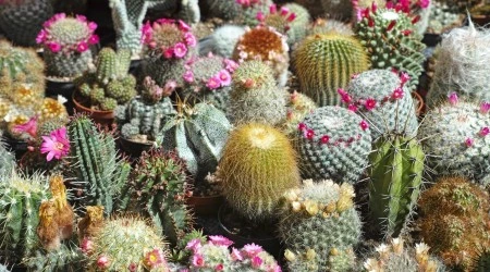 Semillas de Cactus variados por Sobre 