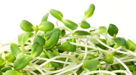 Girasol para microgreens sobre de 12 gr.