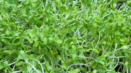 Girasol para microgreens