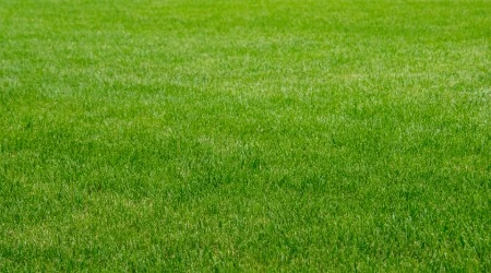 Pasto para campos deportivos Sobre de semilla 20 gr.