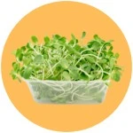 Semillas para microgreens